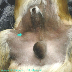 Do Male Dogs Get The Tattoo After Nuetered Do Male Dogs Get The Tattoo After Nuetered