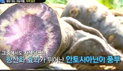 자색 이미지