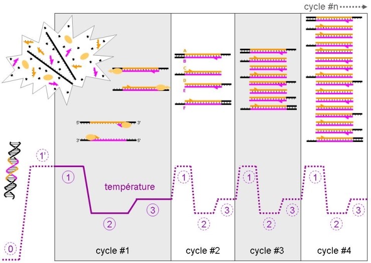 PCR(Polymearse Chain Reaction)... 머리카락 하나로 범인 잡는 것이 가능한 이유 네이버 블로그