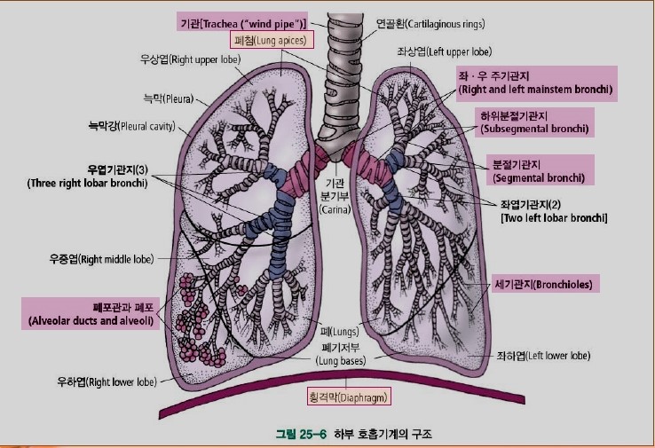 성인간호/호흡기계 구조(상부호흡기계, 하부호흡기계) : 네이버 블로그