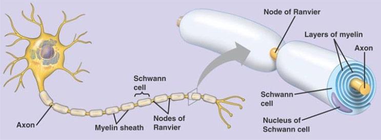 Thin myelin sheath picture