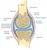 윤활관절(Synovial Joint)란? : 네이버 블로그