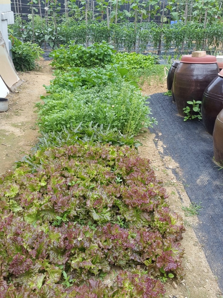 고객용 상추밭 고추밭