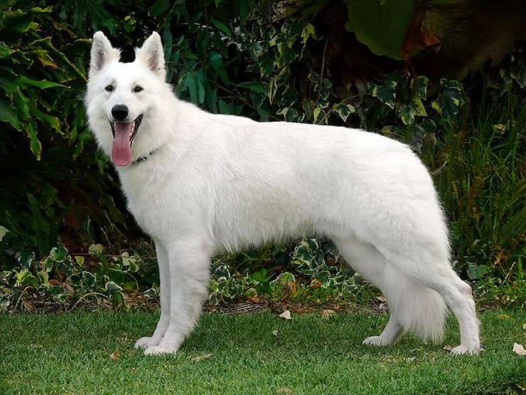 white swiss shepherd puppies 화이트 스위스 셰퍼드 white swiss shepherd 네이버 블로그 white swiss shepherd puppies 화이트 스위스 셰퍼드 white swiss shepherd 네이버 블로그