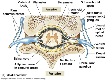 원주 - 허리통증으로의 여행 1 / 요추의 응용해부학(applied anatomy of the lumbar spine