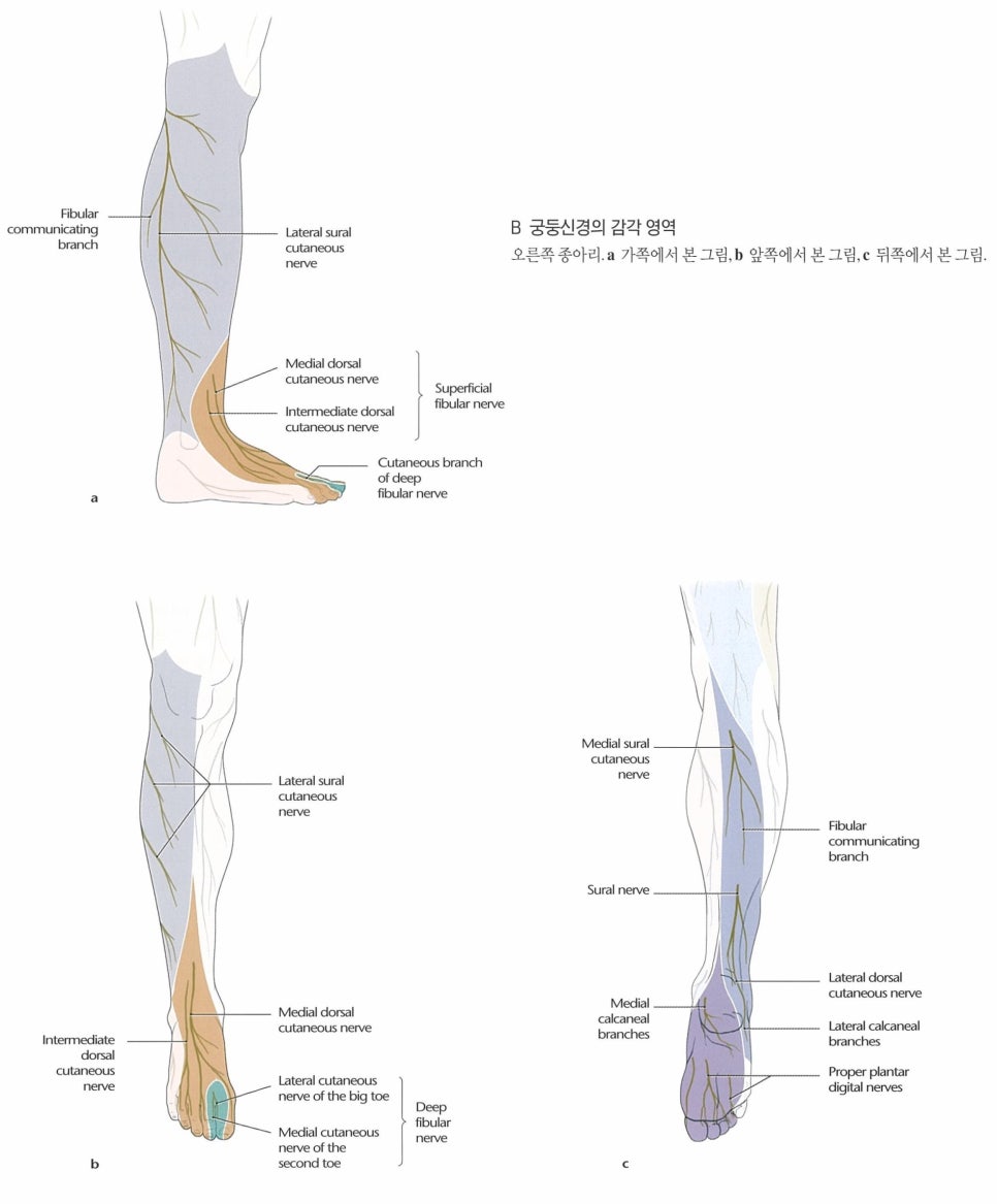Leg &amp; Foot numbness pain 하지저림 회복을 위한 NMT (PREMED이준엽강사