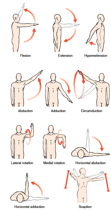 movements of muscles of upper limb