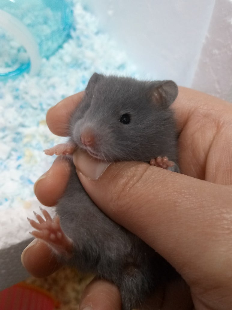 허니쥬 이미지