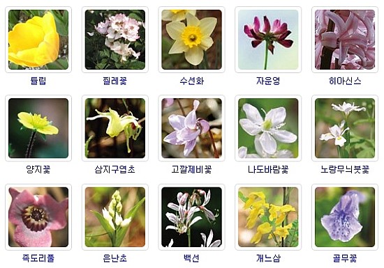 [봄에피는꽃이름자료]우리아이에게 봄꽃이름 가르쳐주기!! /봄꽃에는 뭐가 있을까? : 네이버 블로그