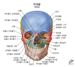 인체구조-얼굴 : 네이버 블로그